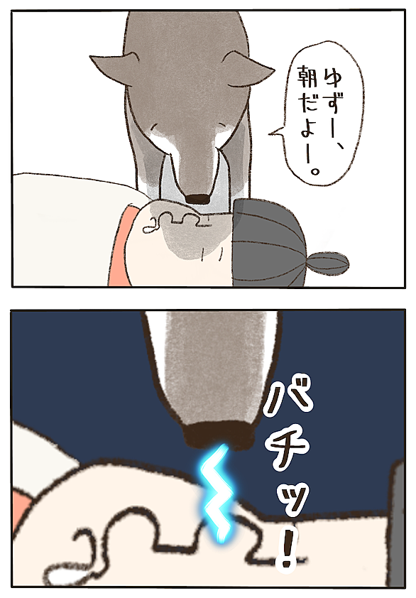 四国犬とは 動植物の人気 最新記事を集めました はてな