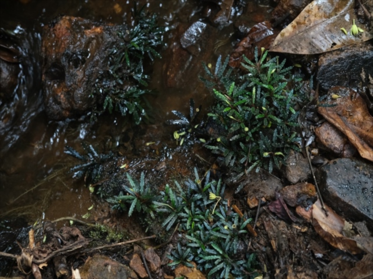 Izuさん　BUCEPHALANDRA sk 今日のbucephalandra – търсене / X