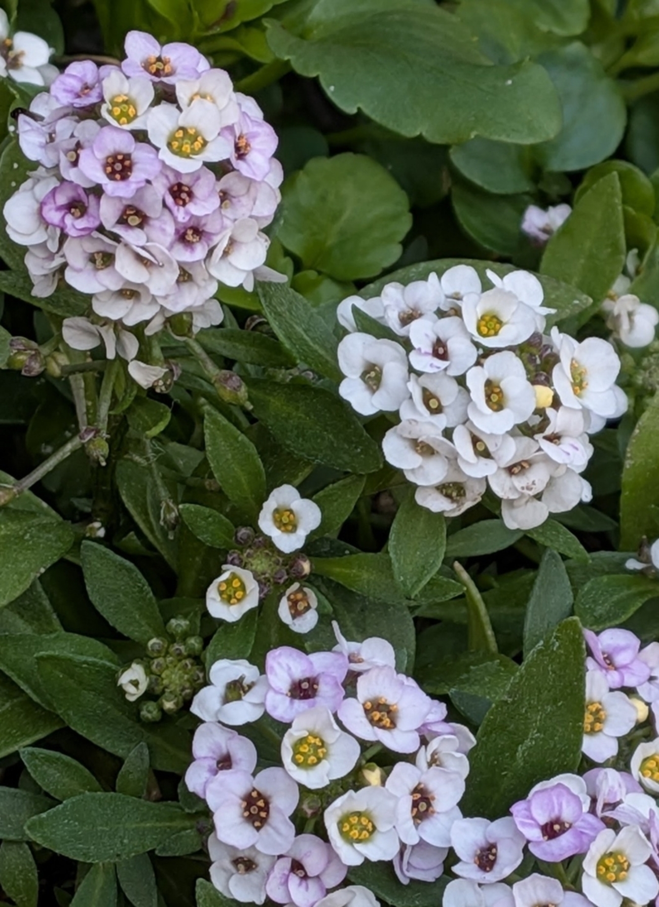 順調な寄せ植えたちと 終わりそうな花たち - 自然が一番♪