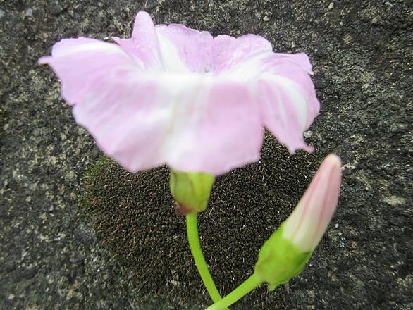 ハマダイコンとは 動植物の人気 最新記事を集めました はてな ハマダイコンとは 動植物の人気 最新記事を集めました はてな