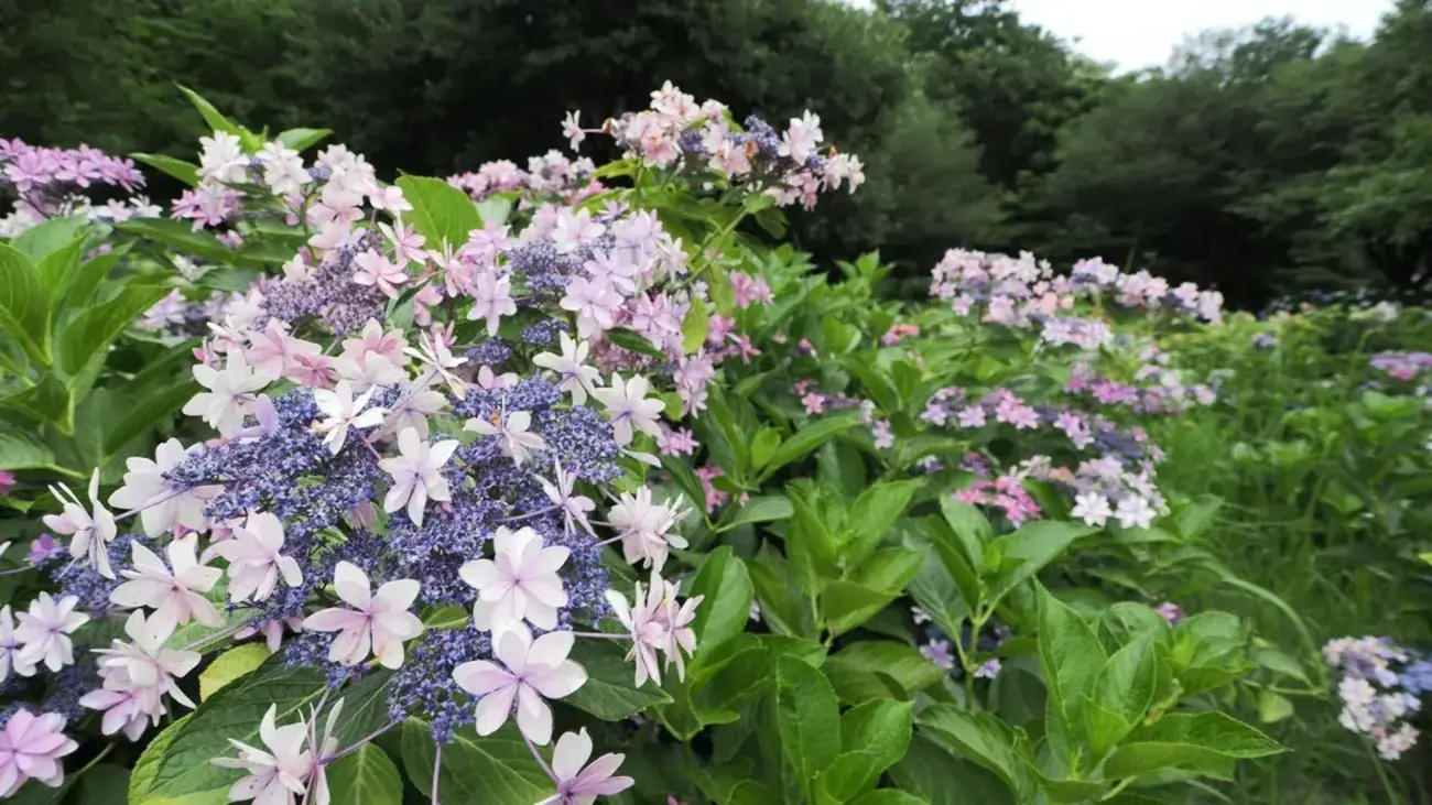 紫陽花2026 相模原北公園 コンディションとハイレゾ失敗 - カメラと