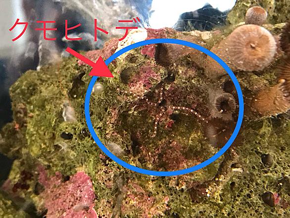 クモヒトデとは 動植物の人気 最新記事を集めました はてな
