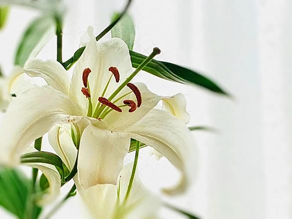 Liliumとは アートの人気 最新記事を集めました はてな