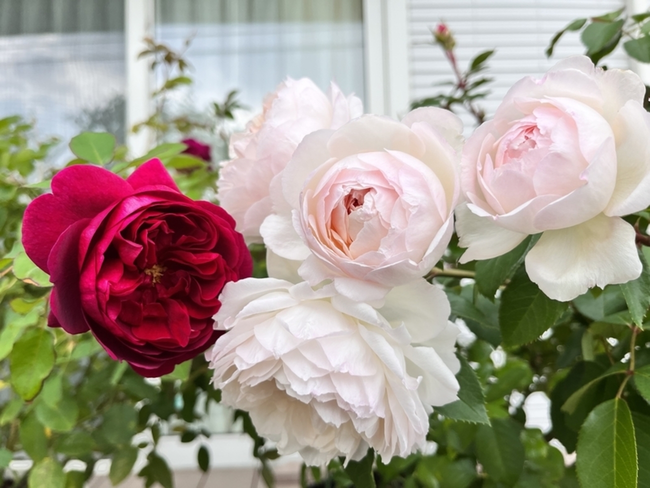 backend=imagemagick;version=1;