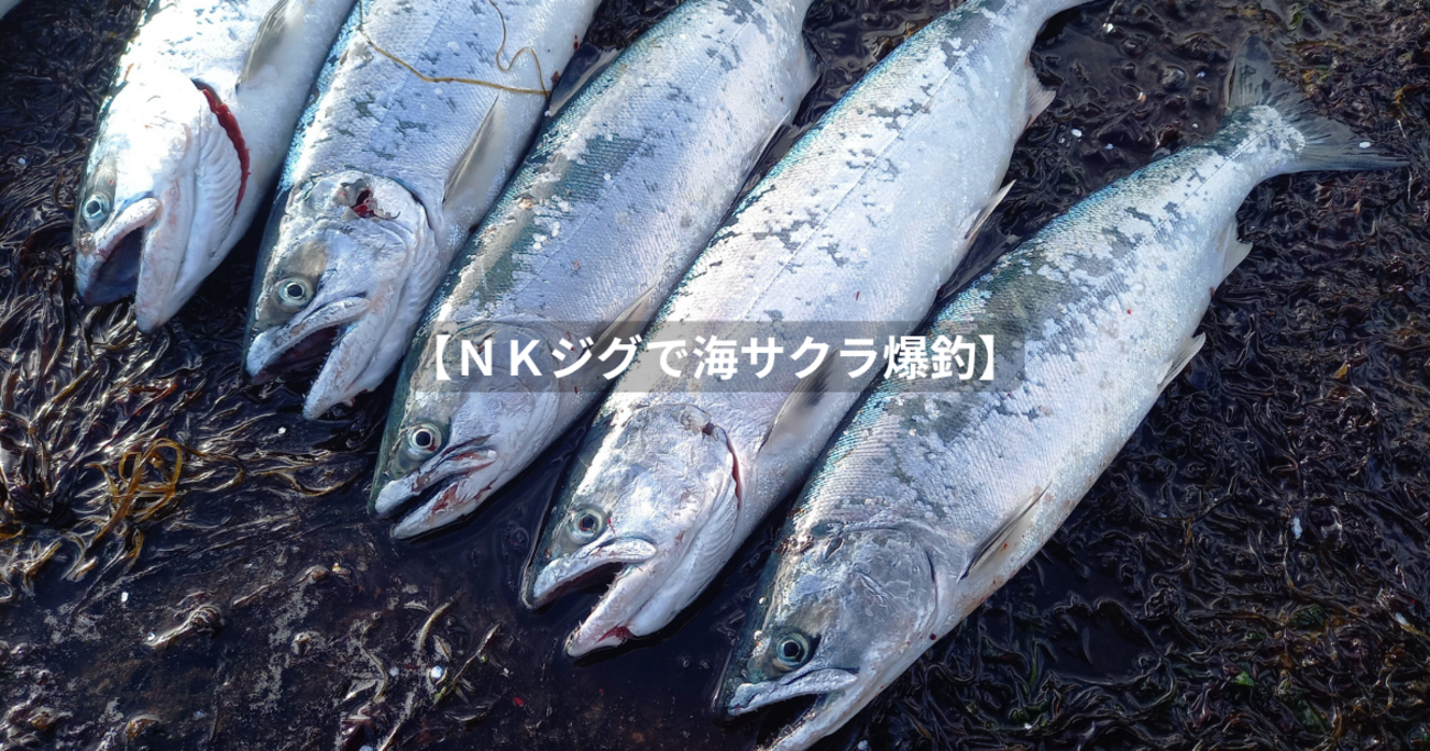 海サクラマス釣りXデー】延長戦 - 北海道 海釣りdiary