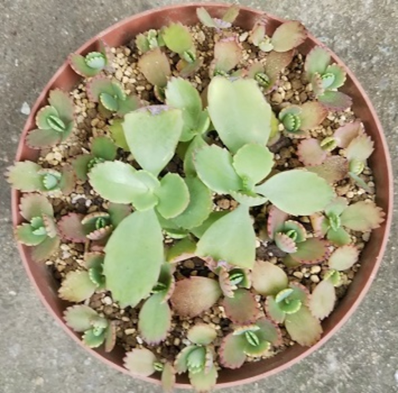 どんどん増えすぎる多肉植物② カランコエ属『子宝草（こだからそう 