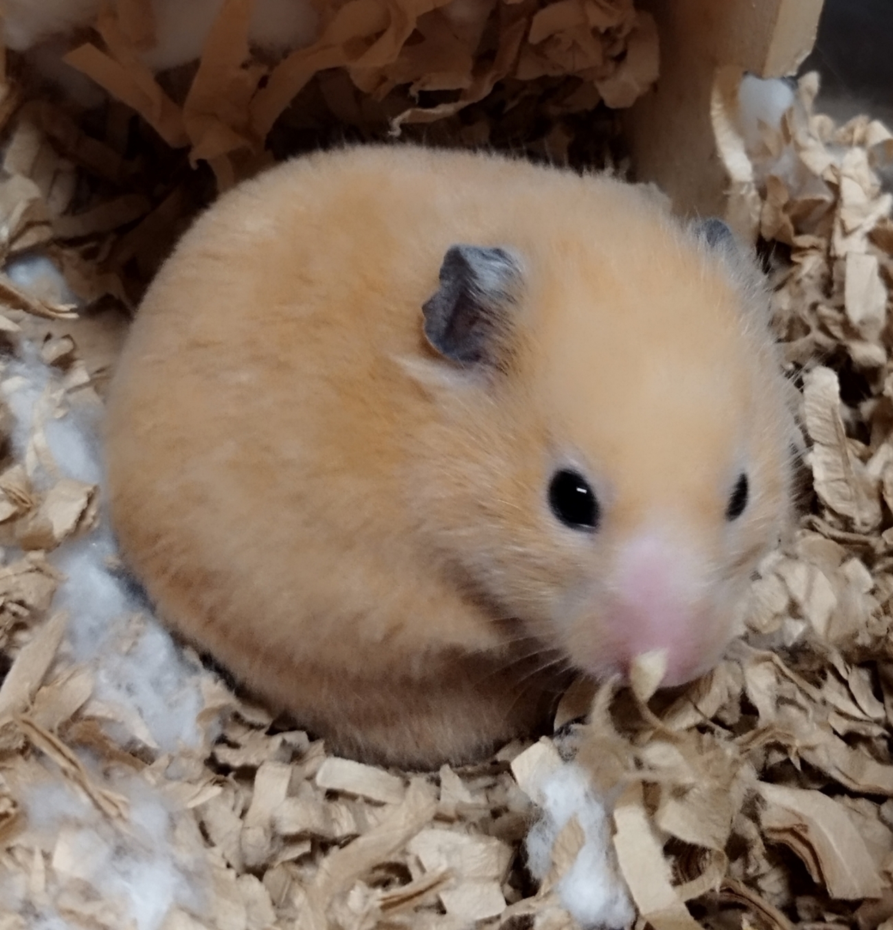 ハムスターの病院シール（ハムちゃんのびょういん2） シール ハムちゃん ハムスター 平成 レトロ 昔 レモン - メルカリ