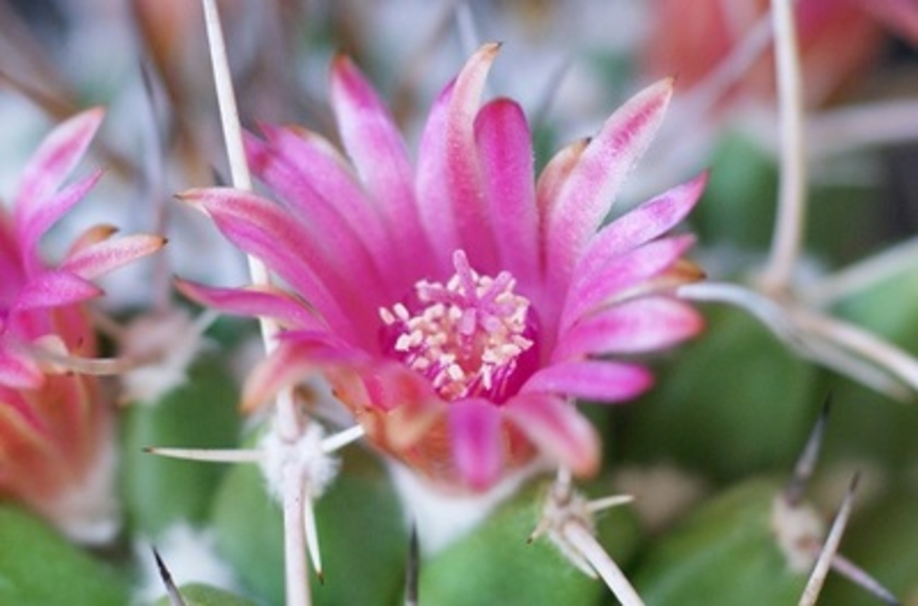 マミラリア・ブカレンシスの花。 - ずん♪の多肉植物と折り紙のあれこれ