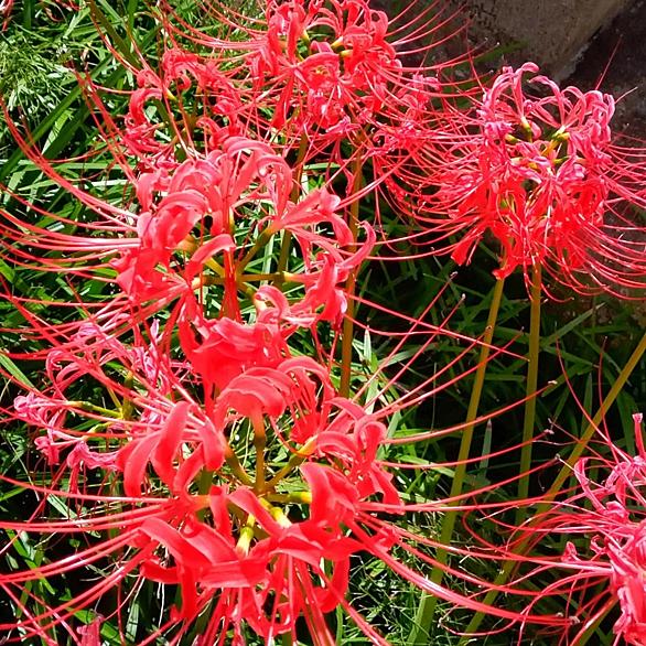 リコリスとは 動植物の人気 最新記事を集めました はてな リコリスとは 動植物の人気 最新記事を集めました はてな