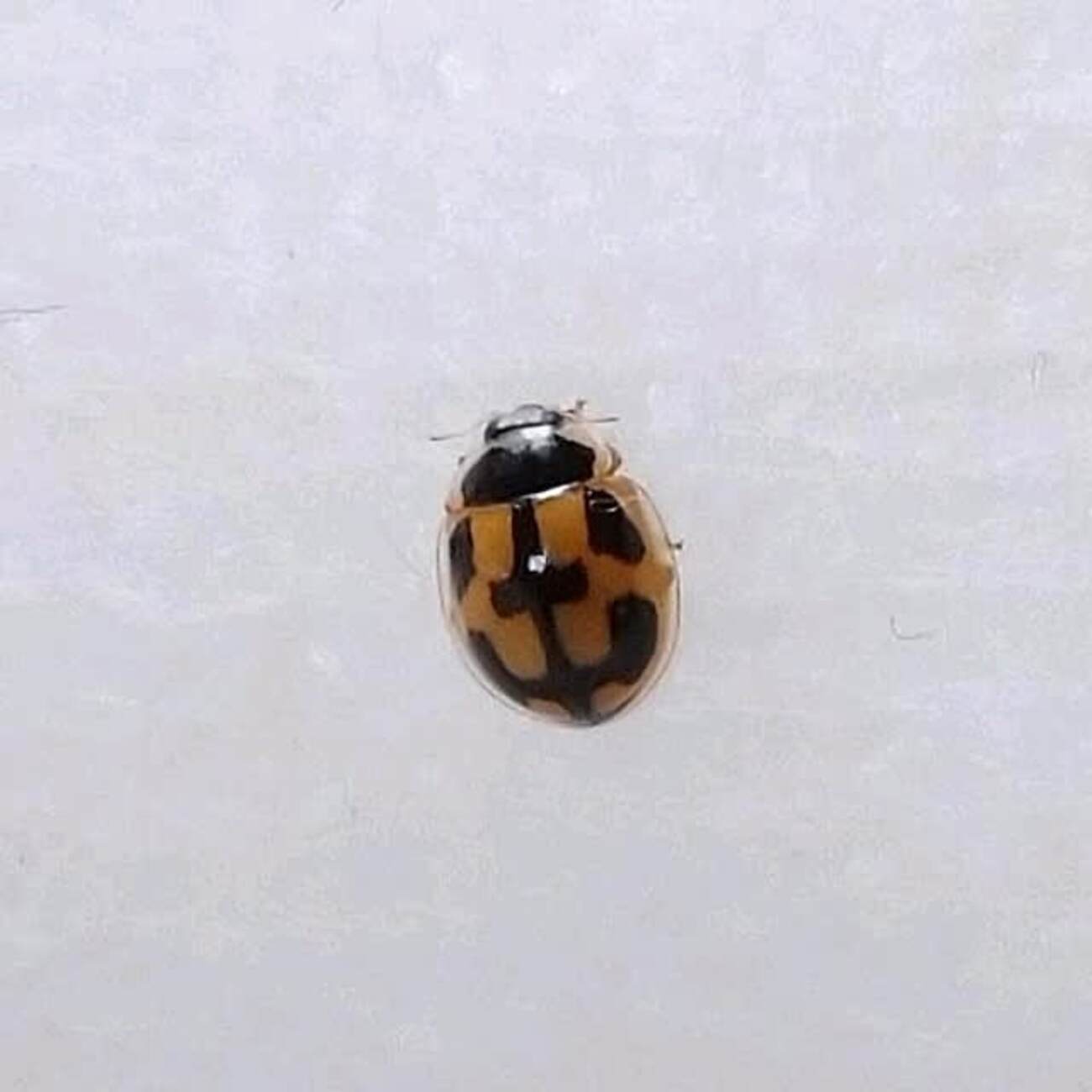 ヒメカメノコテントウの羽化 - 昆虫観察ブログ