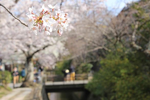 哲学の道とは 地理の人気 最新記事を集めました はてな 哲学の道とは 地理の人気 最新記事を集めました はてな