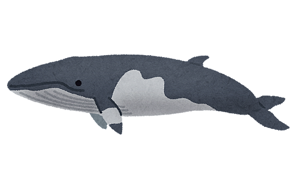ミンククジラとは 動植物の人気 最新記事を集めました はてな ミンククジラとは 動植物の人気 最新記事を集めました はてな