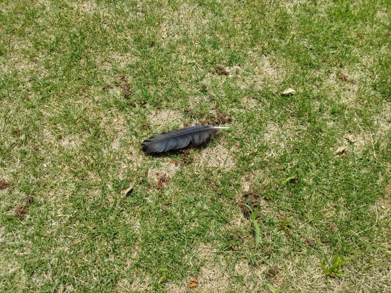 カラスの羽 - 地球の女神を目指す主婦のブログ