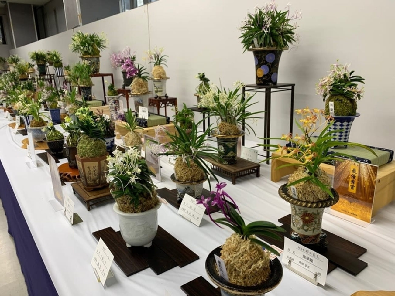 彩と香の富貴蘭展 - 純風満蘭（富貴蘭・風蘭ブログ 着生蘭よもやま話）