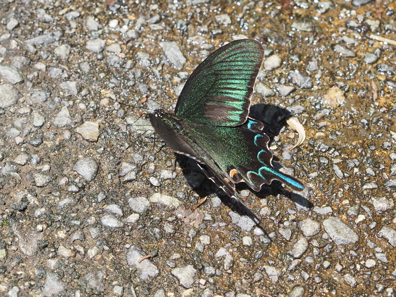 超BIGサイズ 黒 紫 Butterfly アゲハ蝶 ブリンブリンネックレス 