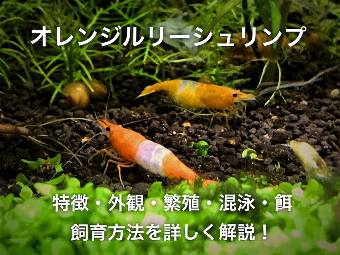 backend=imagemagick;version=1; 