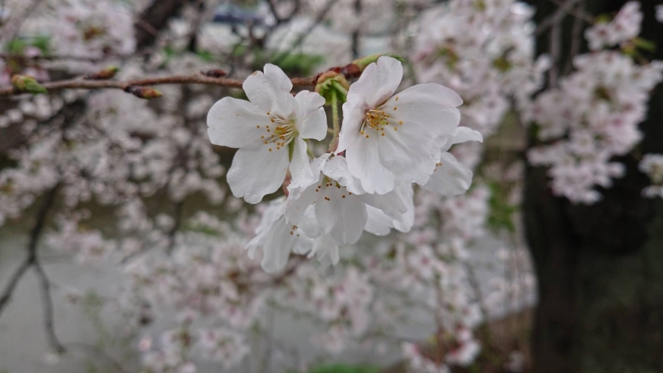 最後の桜 - 人生を仕舞う