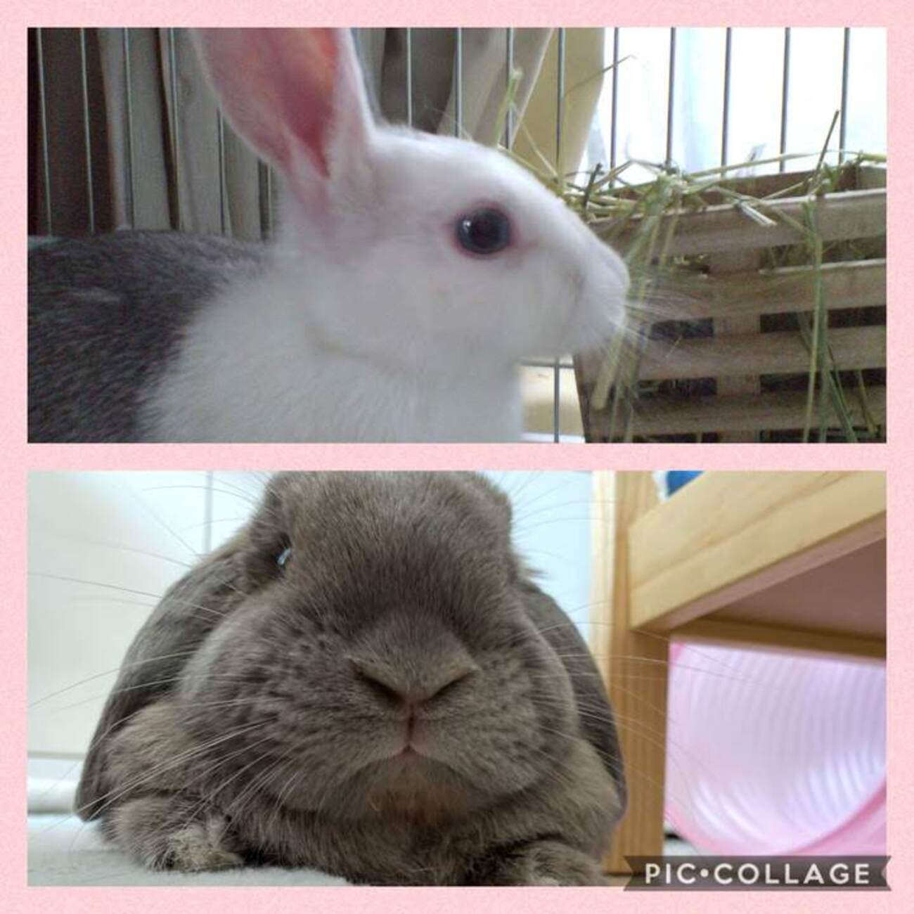 立ち耳うさぎと垂れうさぎの違いとは？垂れ耳うさぎは何故耳が
