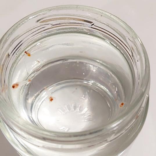 クリオネとは 動植物の人気 最新記事を集めました はてな クリオネとは 動植物の人気 最新記事を集めました はてな