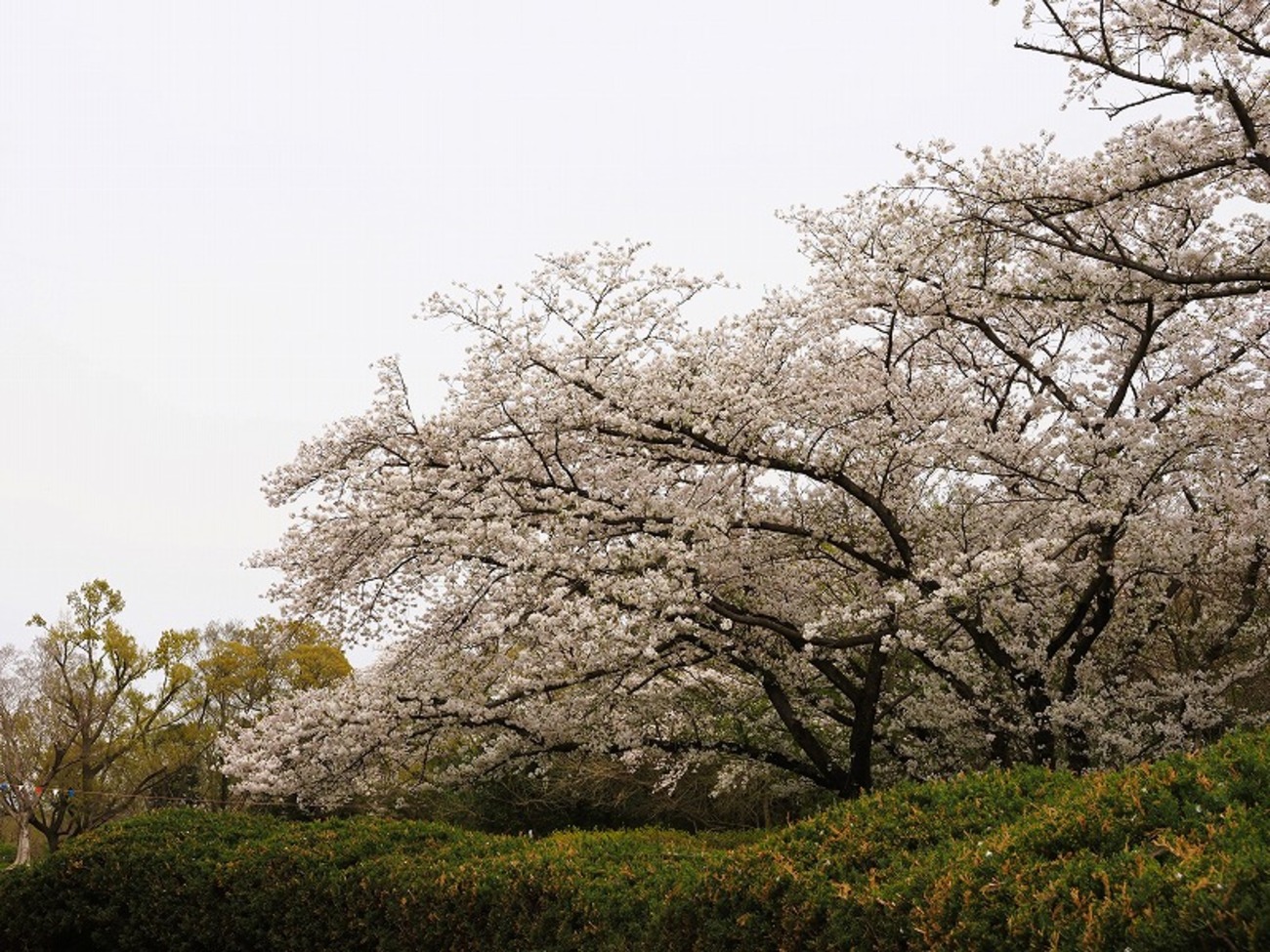 桜草公園でお花見も少々 - 続・たか爺のワンダースクール通信