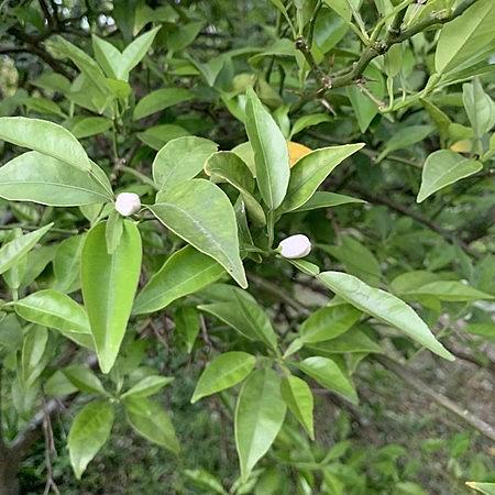 スダチとは 動植物の人気 最新記事を集めました はてな