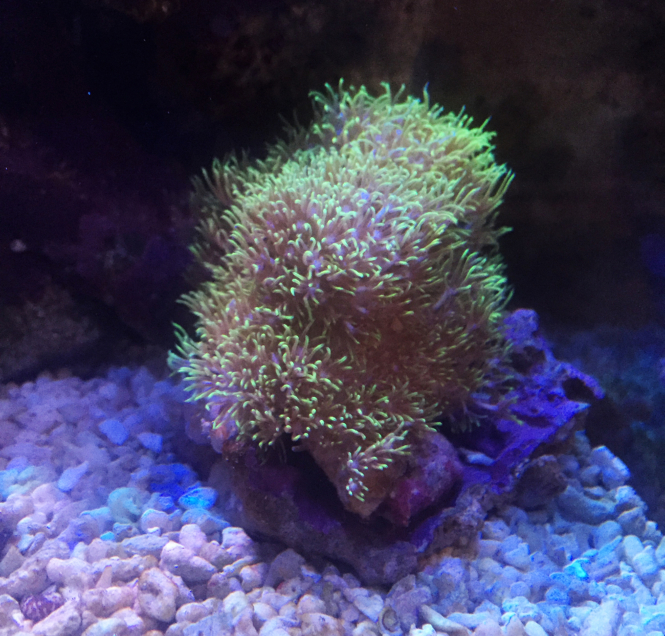 緑のふさふさがかわいいスターポリプを追加しました。 - アク活!!