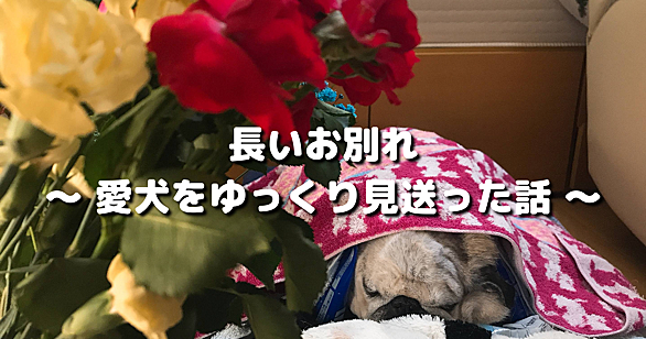 パグとは 動植物の人気 最新記事を集めました はてな パグとは 動植物の人気 最新記事を集めました はてな