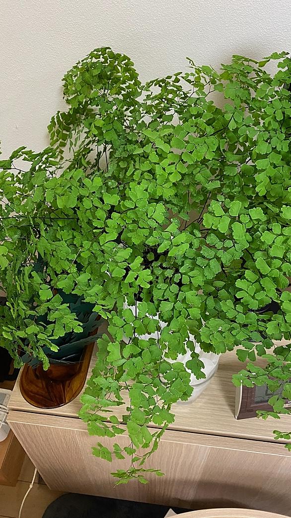 アジアンタムとは 動植物の人気 最新記事を集めました はてな