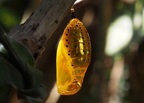 ホウライカガミとは 動植物の人気 最新記事を集めました はてな