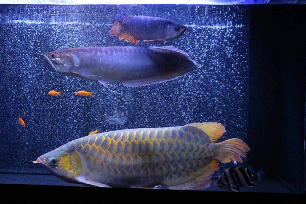 本日の3兄弟 - サラリーマンが始める古代魚飼育~ブラックアロワナ~