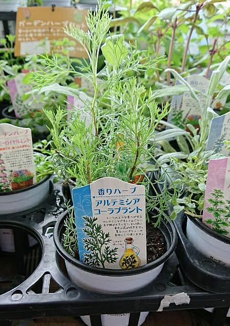 コーラプラントとは 人気 最新記事を集めました はてな