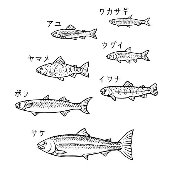 サケマスとは マンガの人気 最新記事を集めました はてな