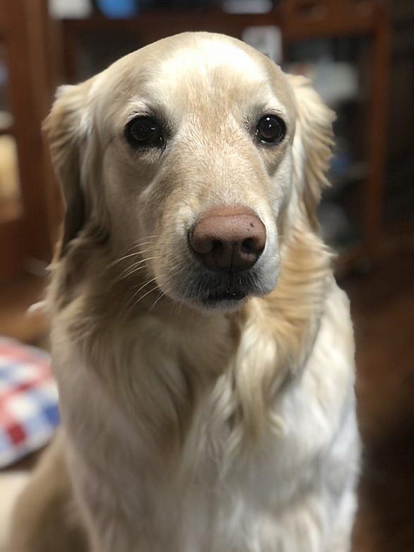 愛犬家とは 動植物の人気 最新記事を集めました はてな 愛犬家とは 動植物の人気 最新記事を集めました はてな