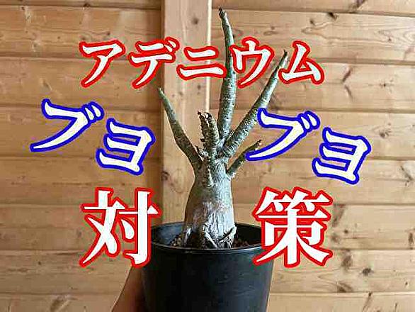 アデニウムとは 動植物の人気 最新記事を集めました はてな アデニウムとは 動植物の人気 最新記事を集めました はてな