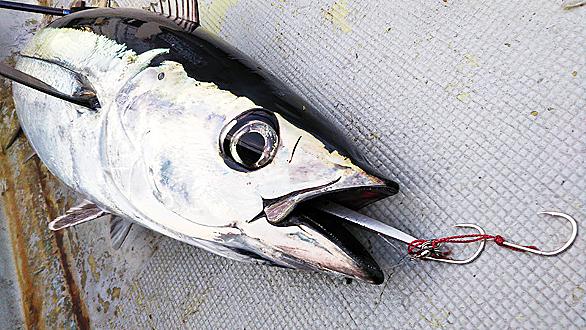 ビンナガマグロとは 動植物の人気 最新記事を集めました はてな ビンナガマグロとは 動植物の人気 最新記事を集めました はてな