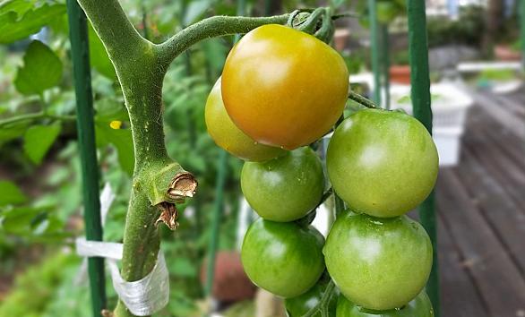 摘心とは 動植物の人気 最新記事を集めました はてな