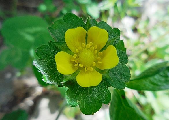 ヘビイチゴとは 動植物の人気 最新記事を集めました はてな