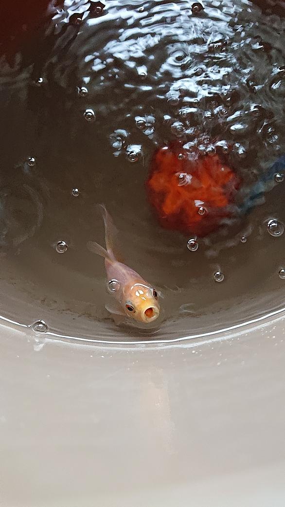金魚部屋とは 人気 最新記事を集めました はてな