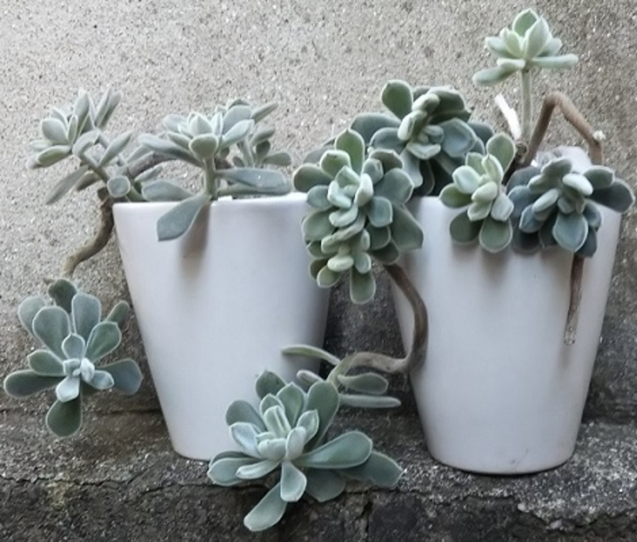 かわいそうな多肉植物①～エケベリア属『フロスティー』～ - 多肉植物 