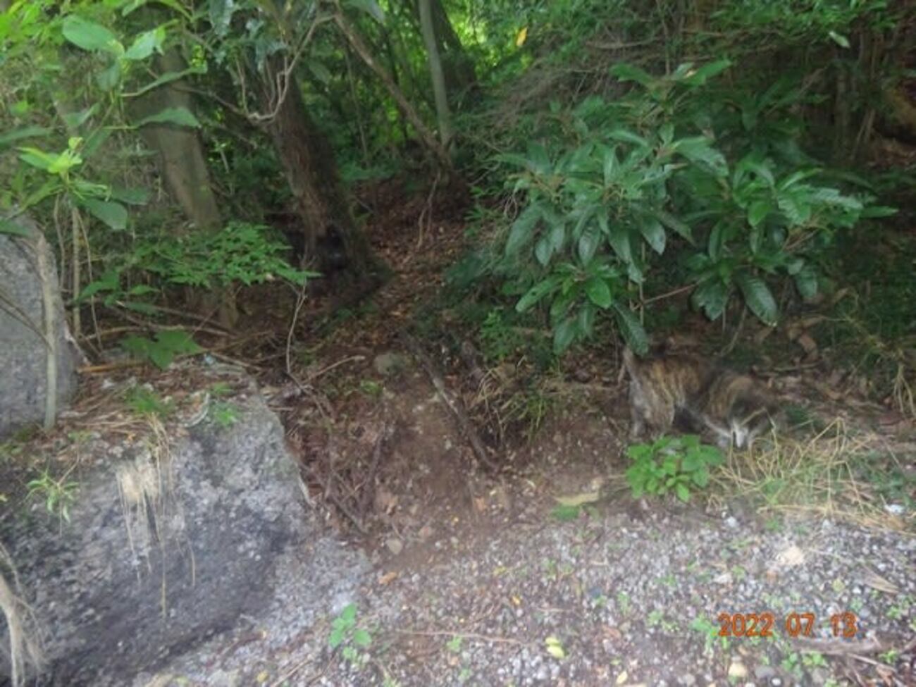 暑さ少しましか?。 - 中島鳥山の猟(漁)日記