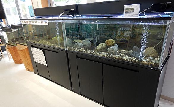カジカガエルとは 動植物の人気 最新記事を集めました はてな カジカガエルとは 動植物の人気 最新記事を集めました はてな