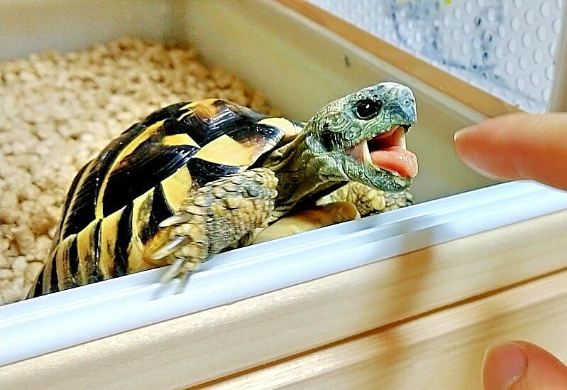飼い方 カテゴリーの記事一覧 Favorite Creatures