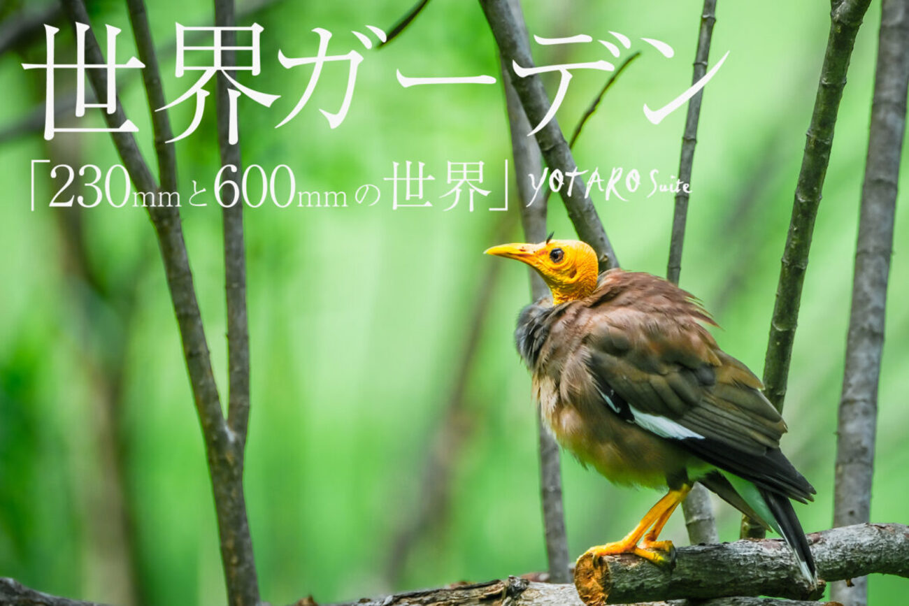 野鳥 backend=imagemagick;version=1;
