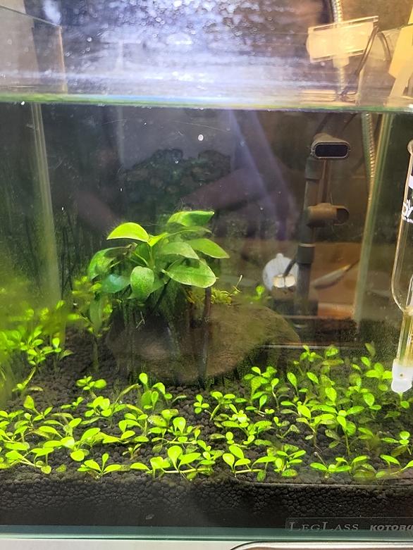 水草水槽とは 人気 最新記事を集めました はてな 水草水槽とは 人気 最新記事を集めました はてな