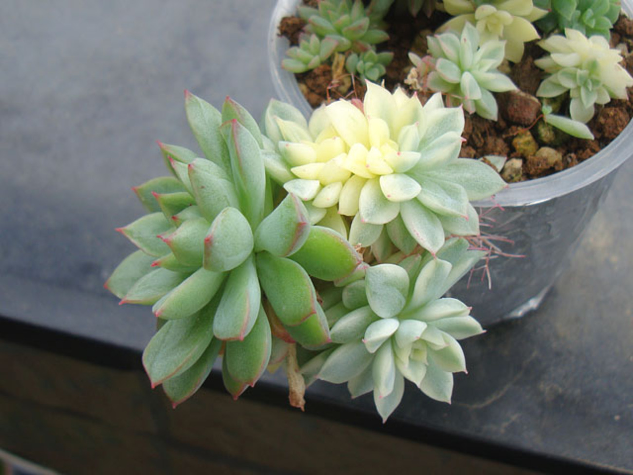 育てやすい斑入りエケベリア：メビナ錦 - 石と多肉植物
