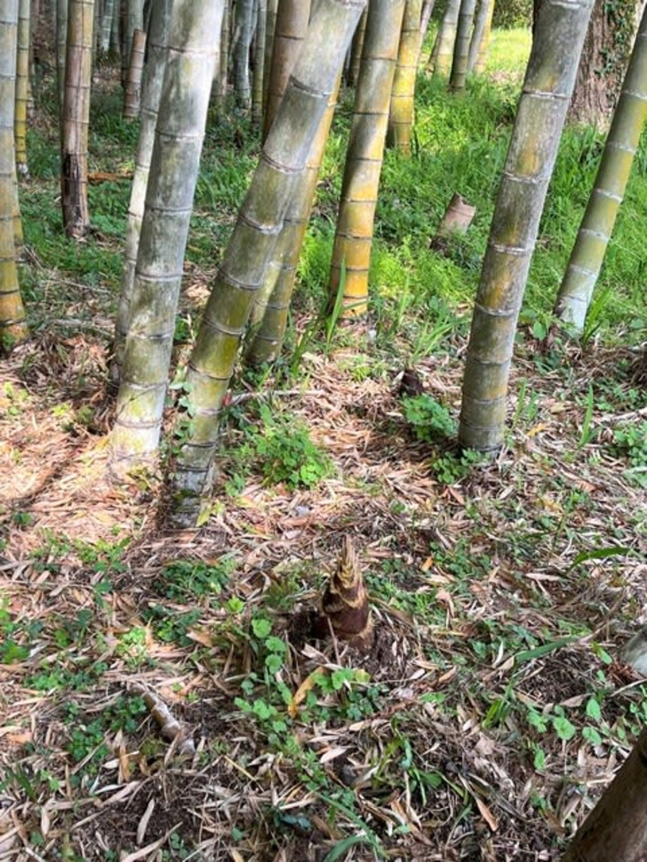 タケノコヤマページ 里山のめぐみ | 栗菓子処 やまつ オンラインショップ