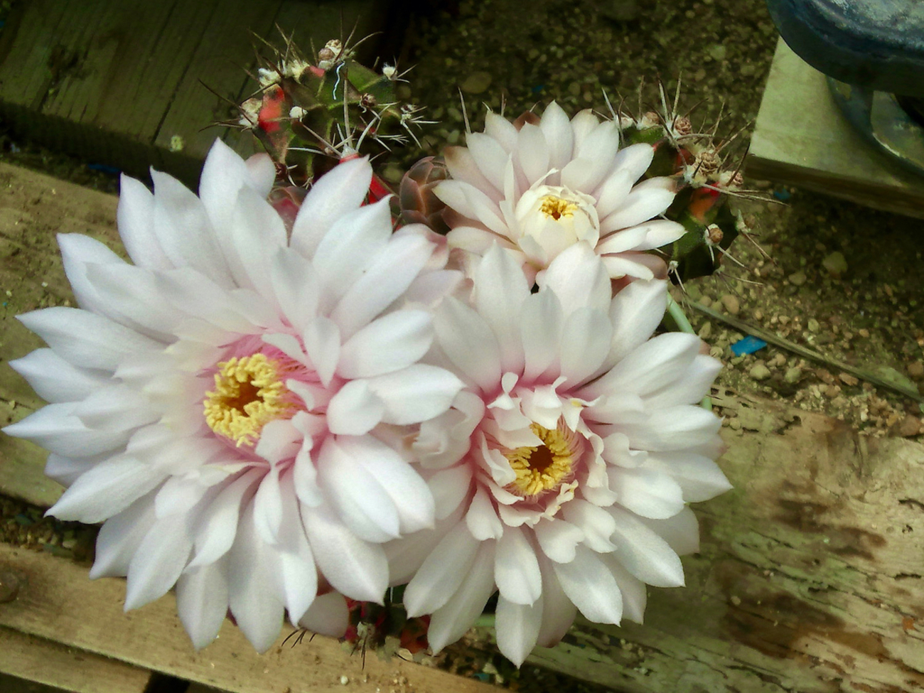 ギムノカリキウム緋牡丹錦が開花！ - あられの日記