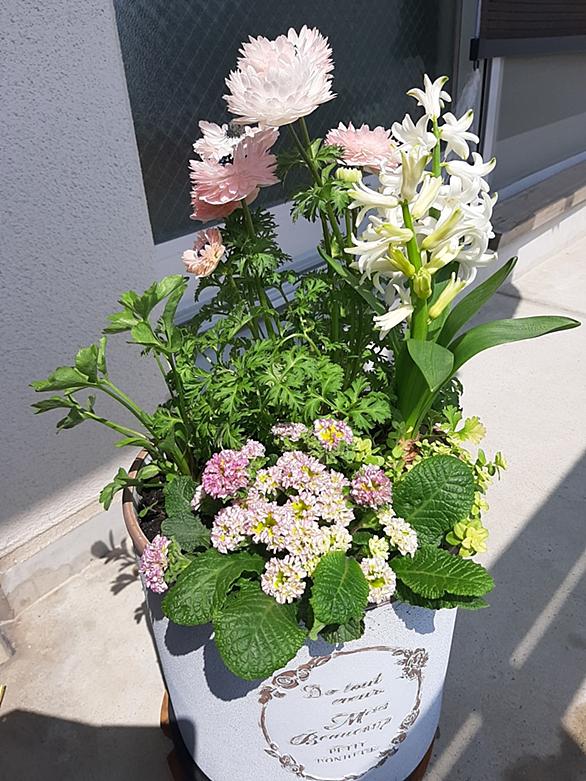 ヒヤシンスとは 動植物の人気 最新記事を集めました はてな