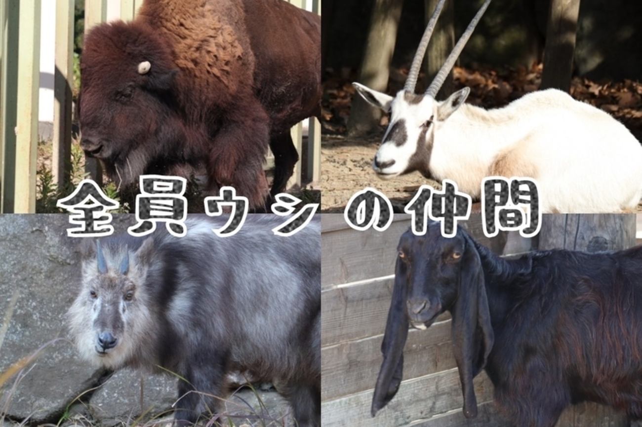 backend=imagemagick;version=1;