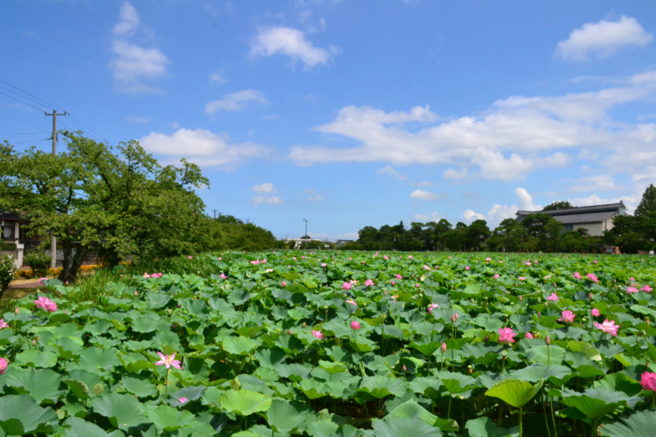 Part 2 高田城址公園散歩 - たのしみごと